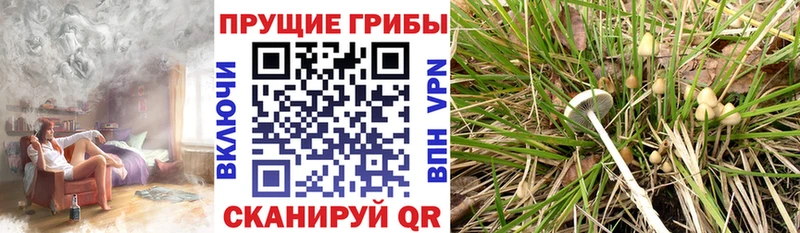 Купить закладки  Курлово  Галлюциногенные грибы MAGIC MUSHROOMS 